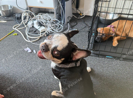 French bulldog