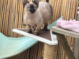 Female bambino cat