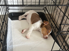 Male jack Russell 2 month old