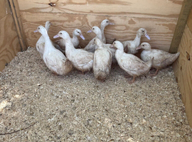 Cherry valley duck girls for sale