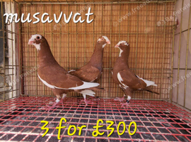 Pigeons For Sale