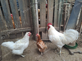 Jersey Giant breeding trio ..................white
