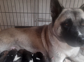 Akita puppy's for sale