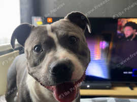 Staffy stud