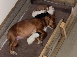 Cocker spaniel puppies