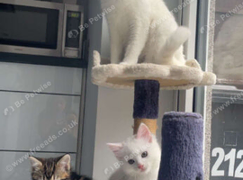 Kittens