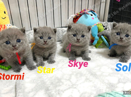 Gorgeous British Short Hair GCCF REGISTERED kittens