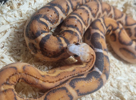 Female scaless corn snake - 1yr old