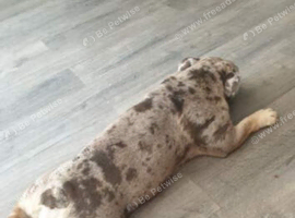 English bulldog female