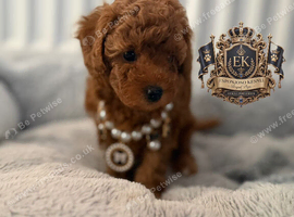 5star licensed Esponjoso DWKC registered toy poodles girl