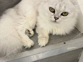 Title Adorable Scottish fold/ Scottish straight Pure Breed