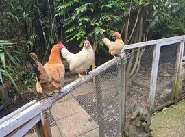 2 young serama cross bantams, compulsive laying bantam hens &pound;20 each