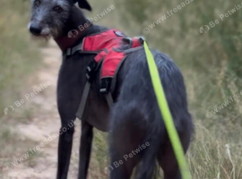 Lurcher for Rehoming