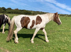 Stallion - Apache's Victorio