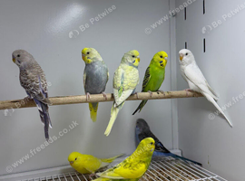 Baby budgies