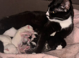 Siamese x Maine coon kittens