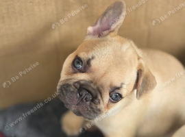 French bulldog puppies