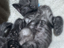 Three gorgeous ghost tabbies looking for there forever homes