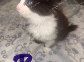 6 kittens looking home