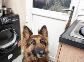German shepherd 3 years