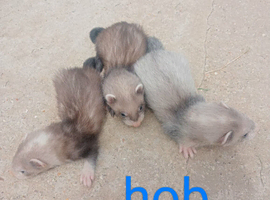 12 Baby Ferrets