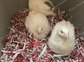 3 female jumbo quails