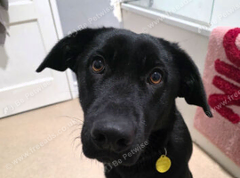 Lab cross - Raven