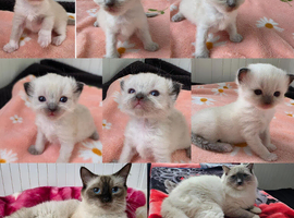 RAGDOLLS KITTENS /Reservation Open.