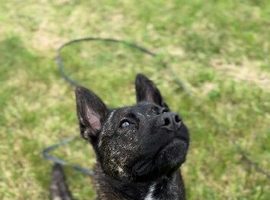 3 year old staffie x German shepherd