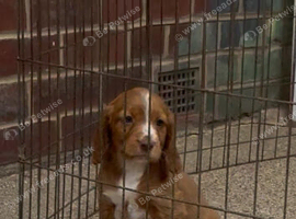 Beautiful cocker spaniel puppy