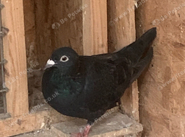 Black racing racer Homer pigeon