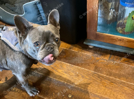 French bulldog pedigree blue marl small female