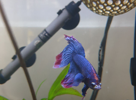 Cute Betta Fish + Aquarium and Everything, is looking for a new home :)
