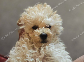 Male toypoodle