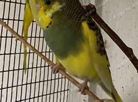 Young budgies for sale