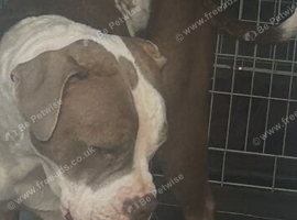 American bulldog cross mum and pup