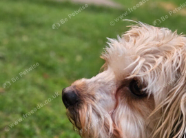 4 year old Yorkiepoo