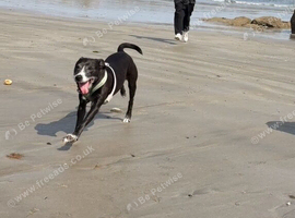 Staffie x collie