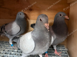 Racing pigeons