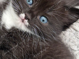 Ragdoll mixed kittens