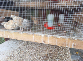 Coturnix Quails