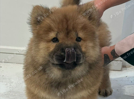 Chow Chow Puppies Black&Red