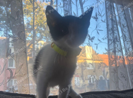 Beautiful female kitten