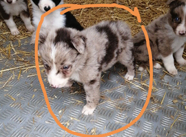 Last border collie puppy