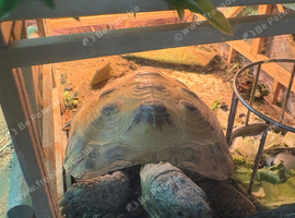 Tortoise