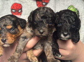 F1b toy Cavapoos