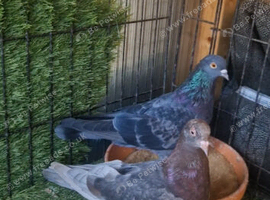 Iraqi pigeons