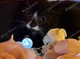 Beautiful kitten