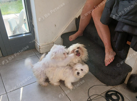 Maltese puppy