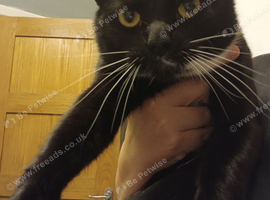 Full male tuxedo cat
